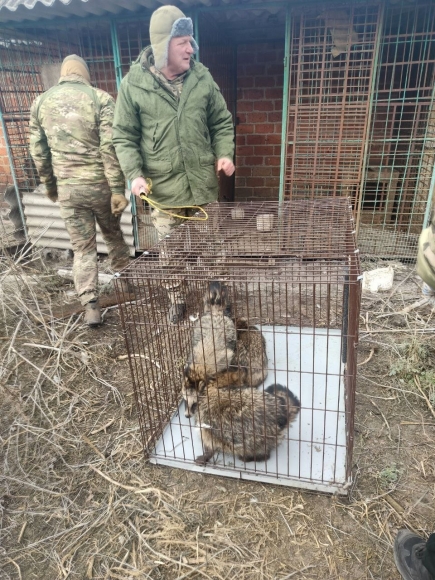 Корреспондент &laquo;АН&raquo; вывезла из зоны СВО волчицу и трёх енотов