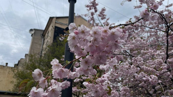 В Ботаническом саду Петербурга зацвела сакура